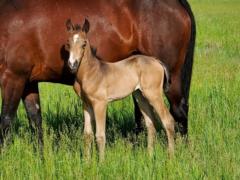 Eel Drift JW <BR> AQHA PENDING